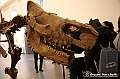 VBS_1051 - Riapre il Museo di Scienze Naturali dopo dieci anni di chiusura